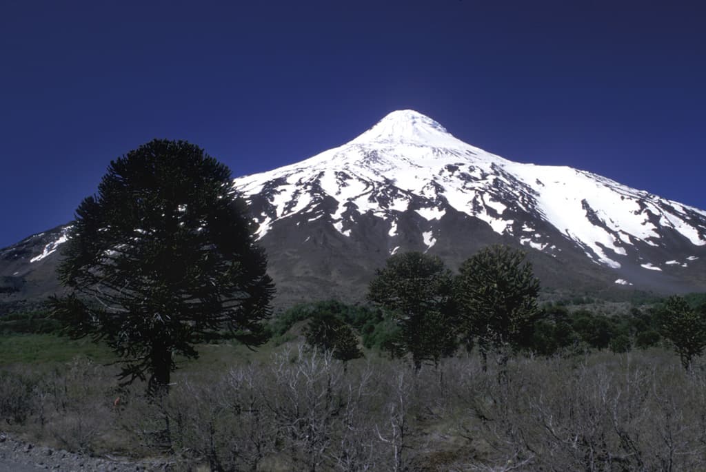 Lanín volcano rising above araucaria trees on the Chile and Argentina border.