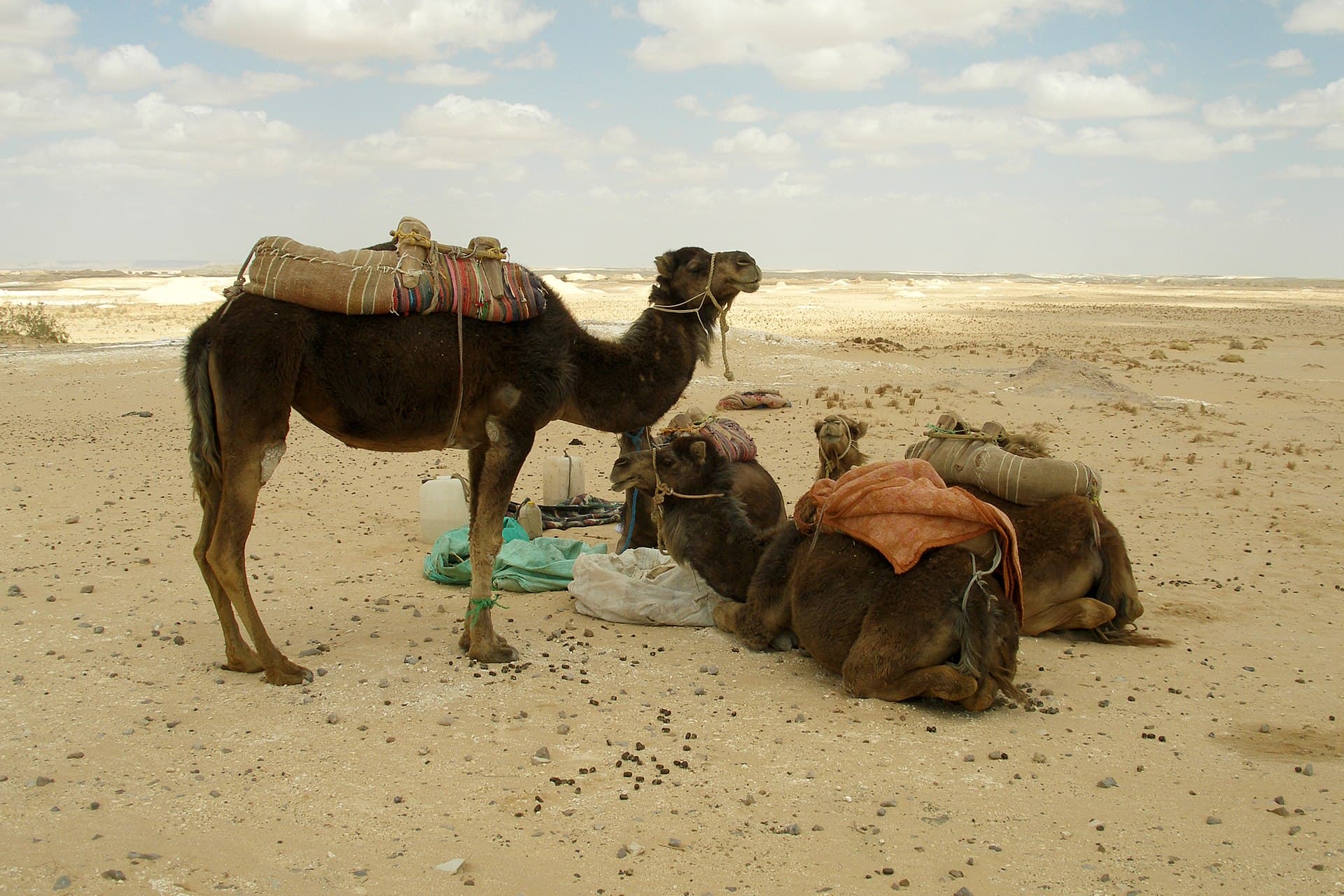 Camels resting in the White Desert