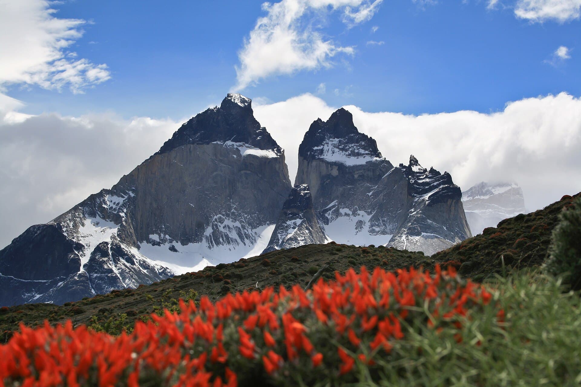 Firebush in flower below the Cuernos del Paine