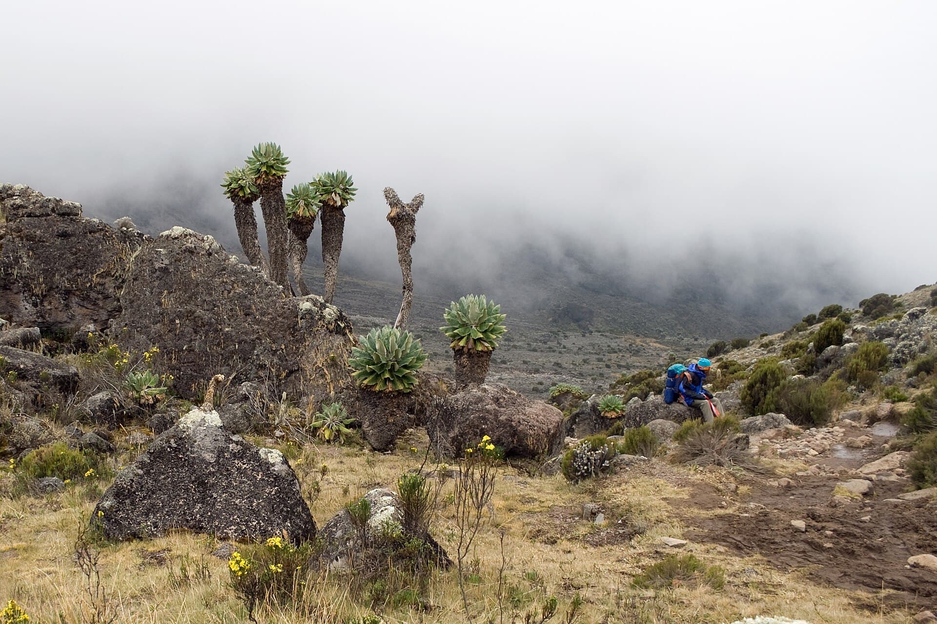 Giant groundsels in the Kilimanjaro moorland