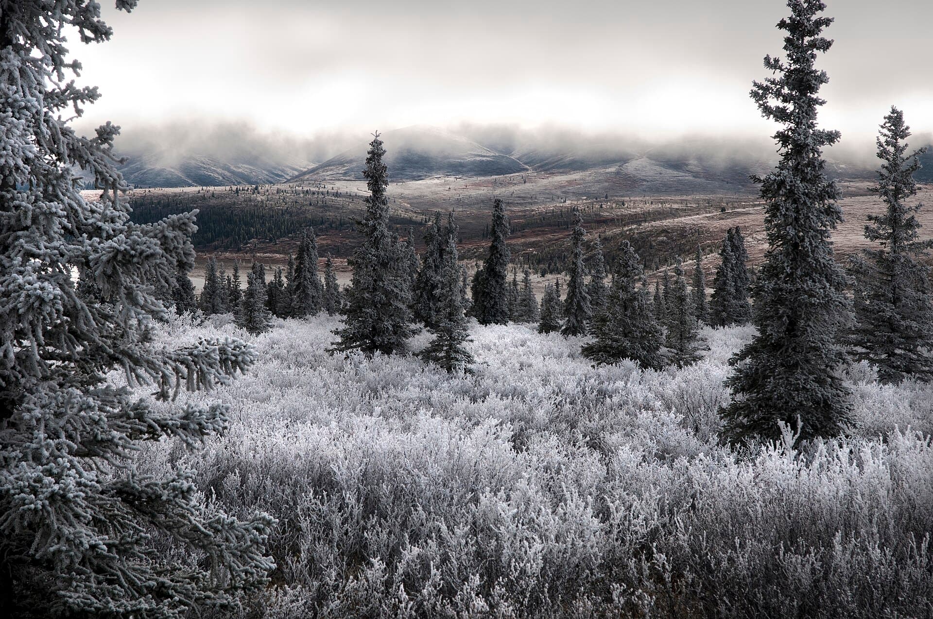 Escarcha sobre los abetos de la cordillera de Alaska