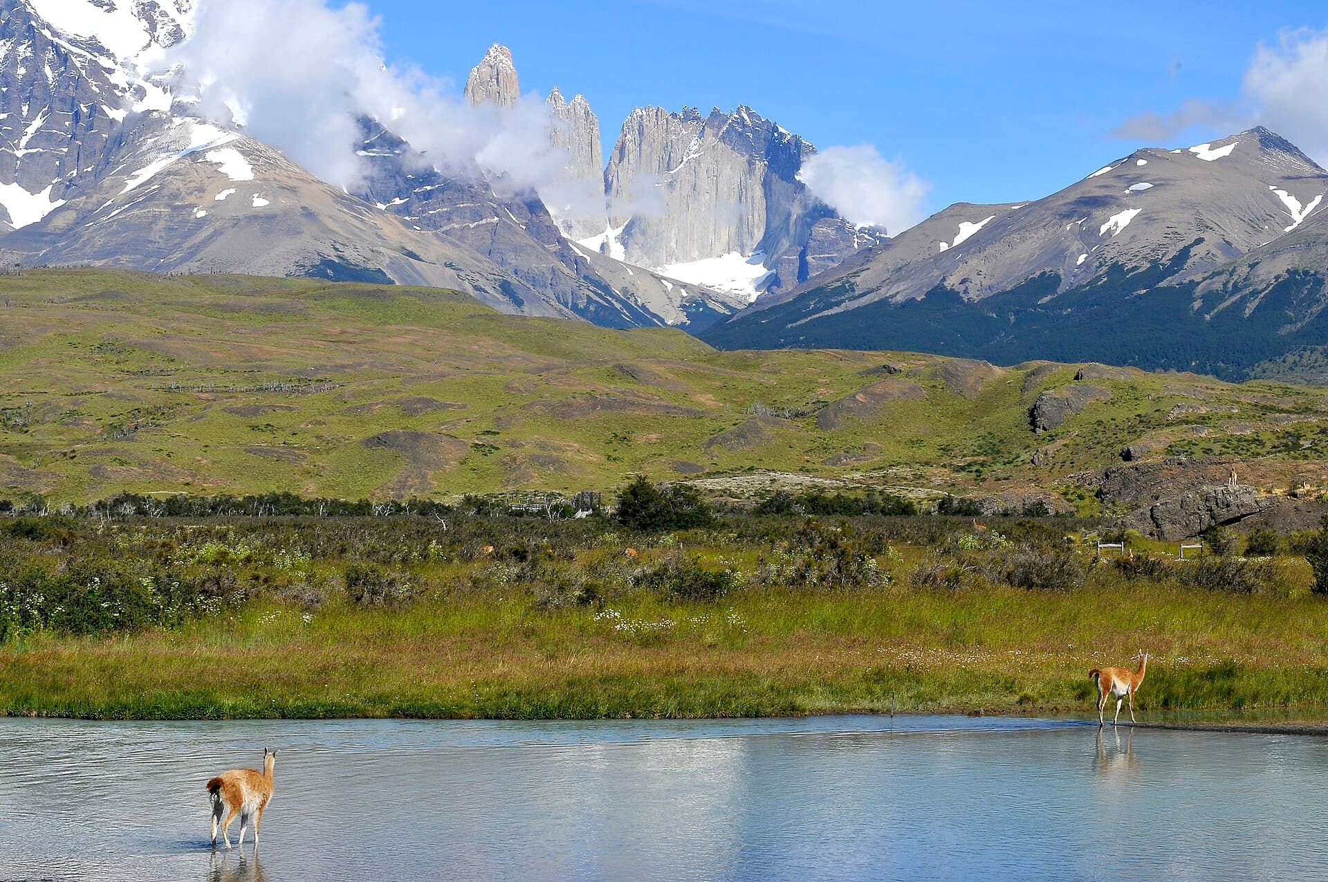 Guanacos al pie del macizo del Paine