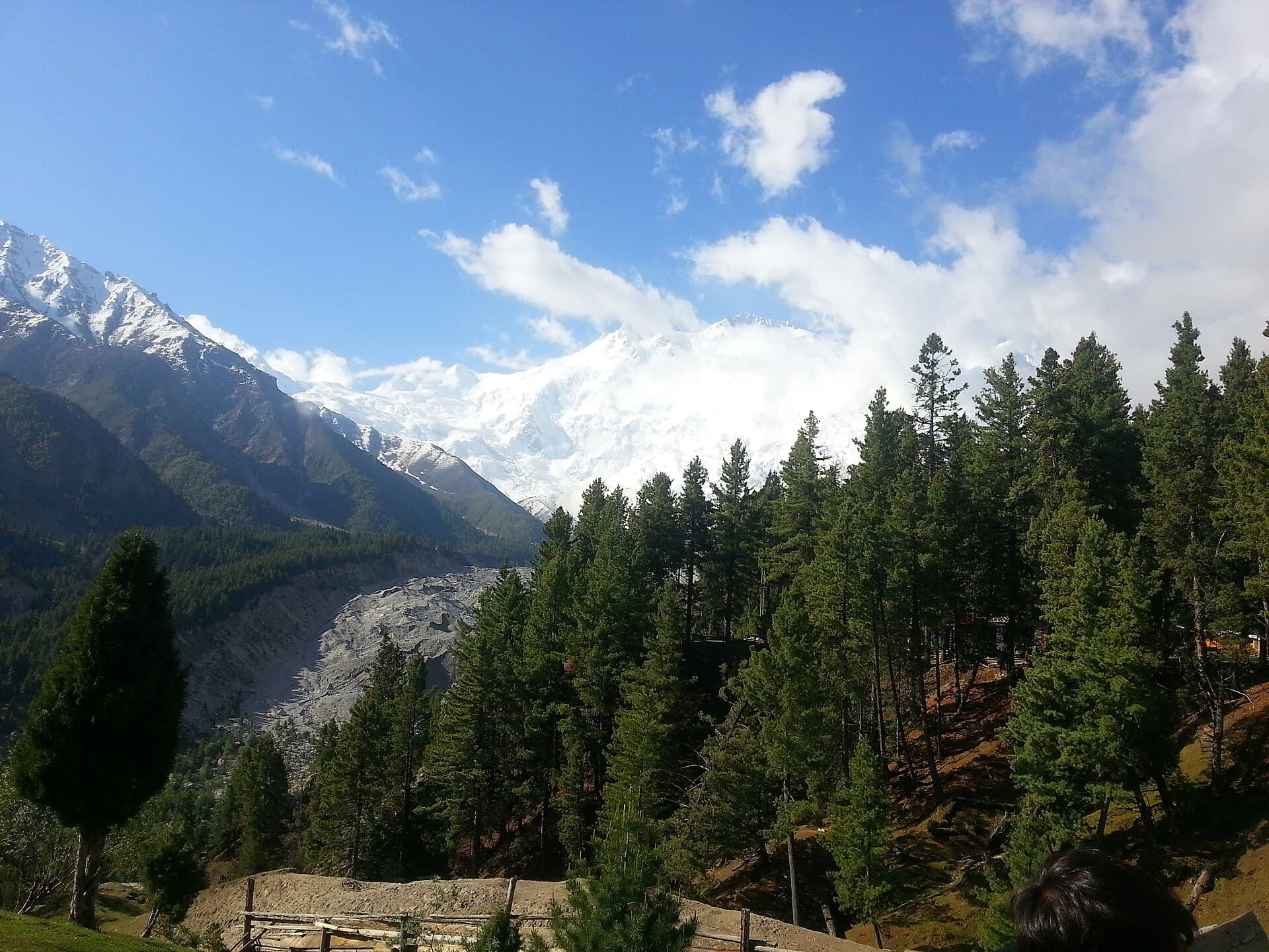Rakaposhi above the pine forest, Hunza