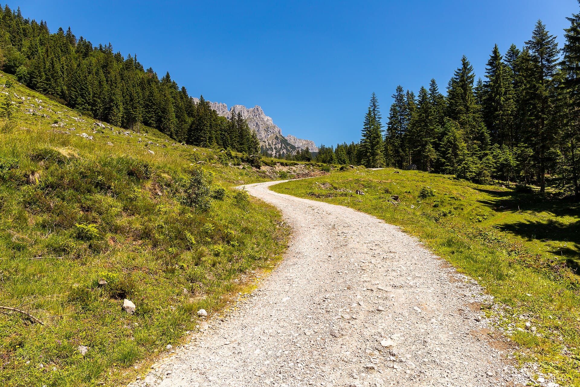 A walking track through meadow and spruce below the Wilder Kaiser
