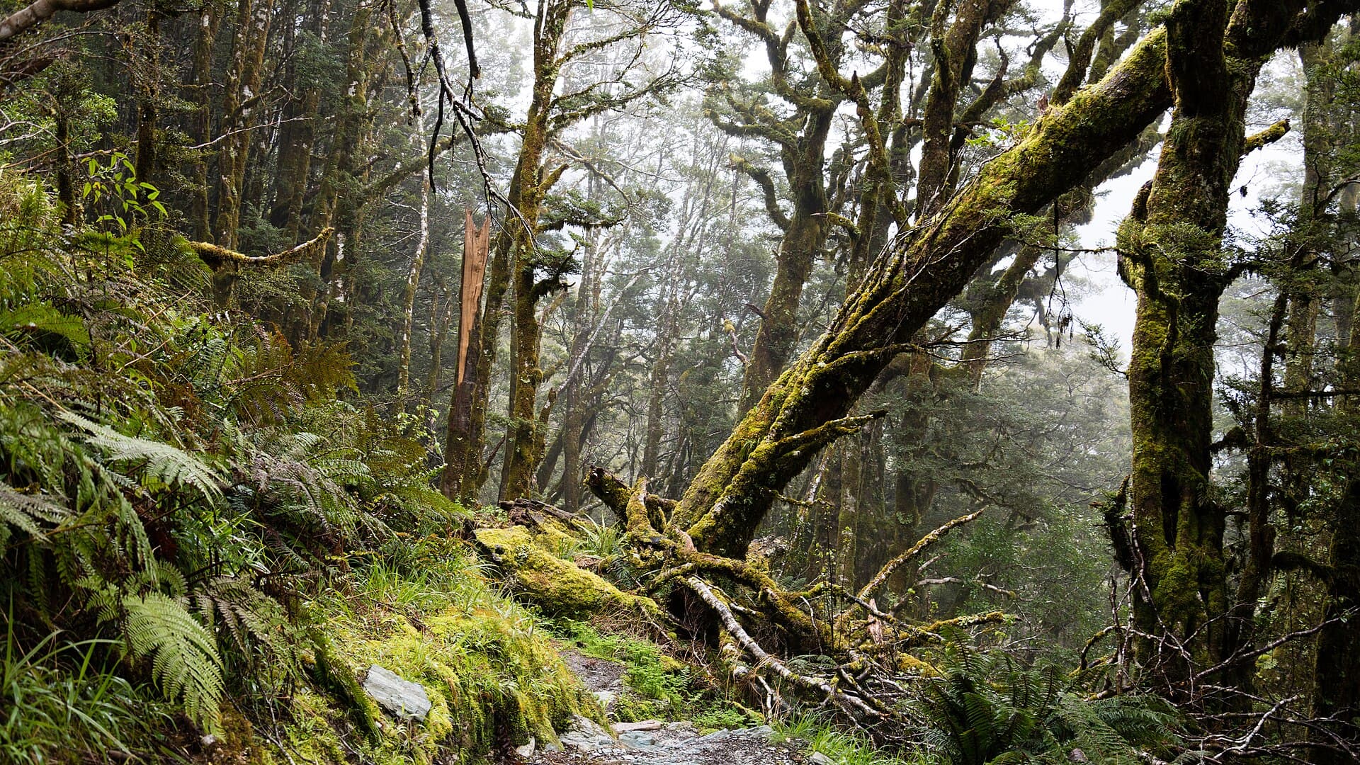 Selva templada en el Routeburn Track