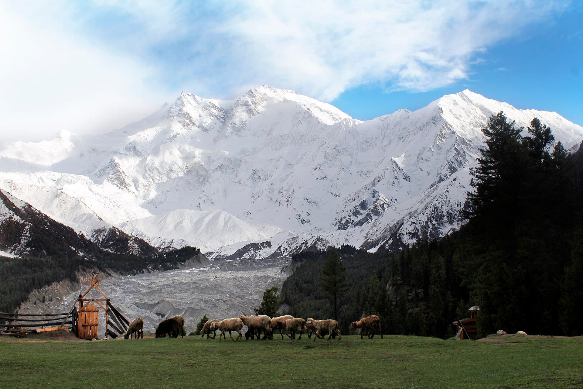 El Nanga Parbat sobre los pinos de Fairy Meadows